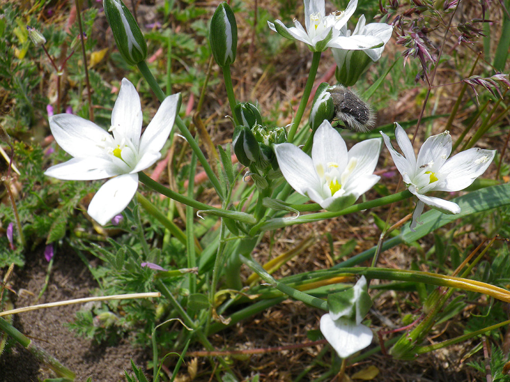  Коха (Ornithogalum kochii )